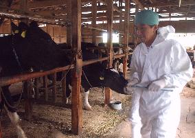 Kanagawa officials inspect dairy farm over mad cow disease